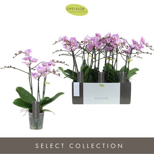 Phal.3-R rosa Elegance Exclusivo T12 H45
