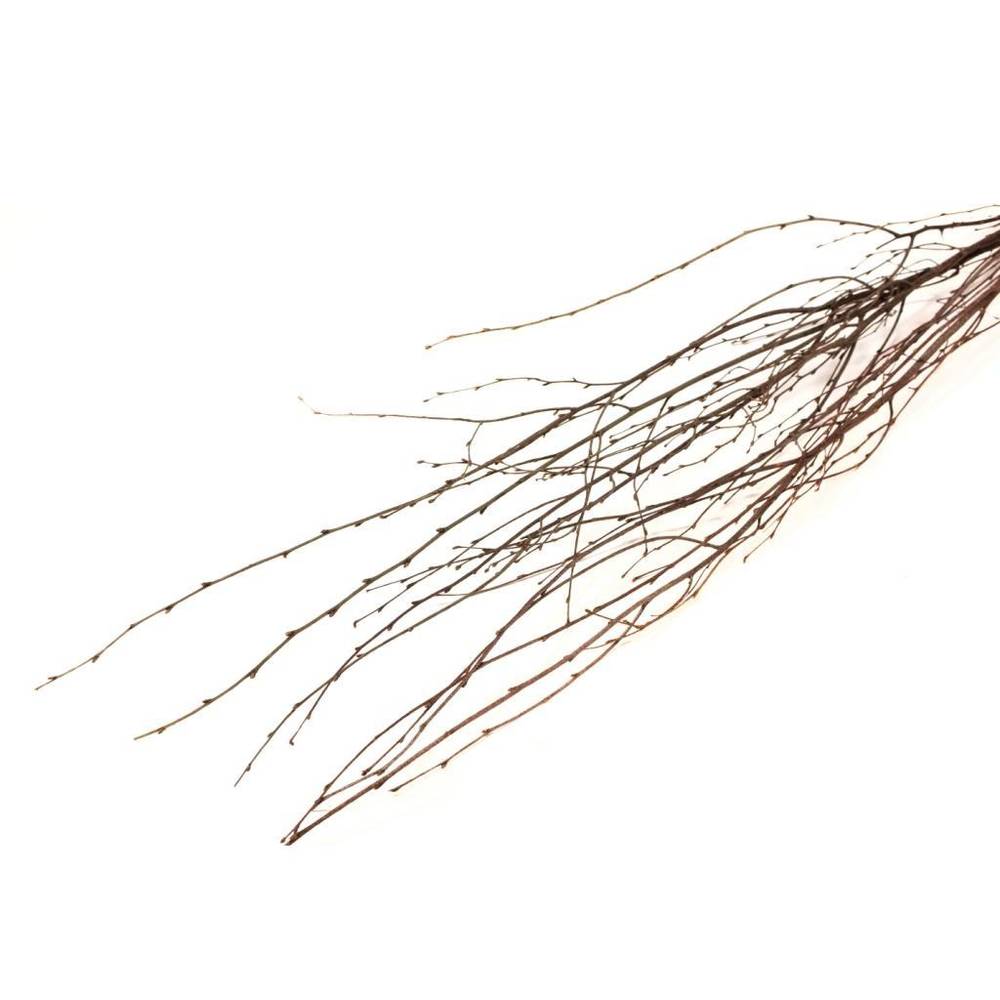 Trocken Zweig Birch natur L115cm