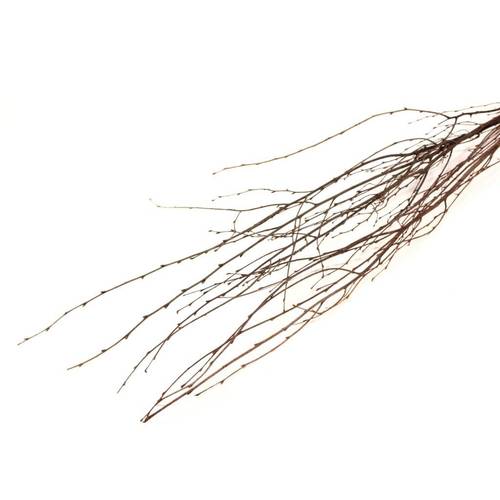 Trocken Zweig Birch natur L115cm