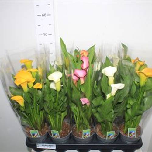 Calla mix 3+ Schnäpch.von Uhr T12 H045