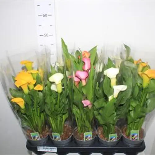 Calla mix 3+ Schnäpch.von Uhr T12 H045