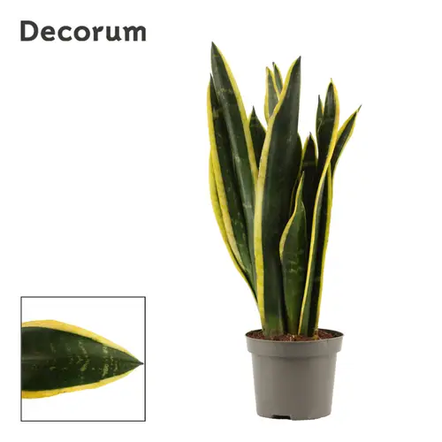 Sanseveria Black Gold T09 H035