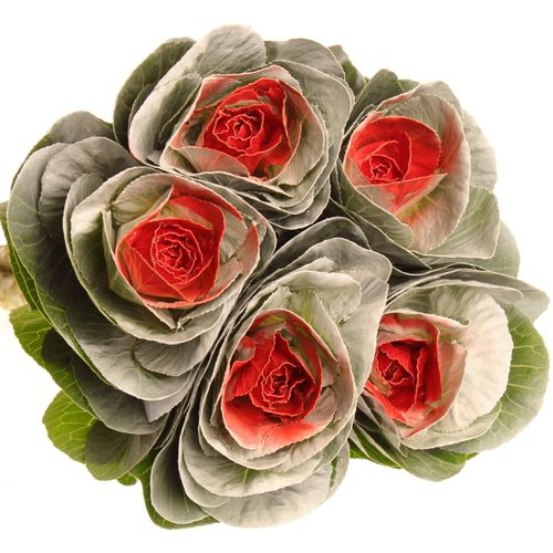 Zierkohl weiss/rot gefärbt 70cm