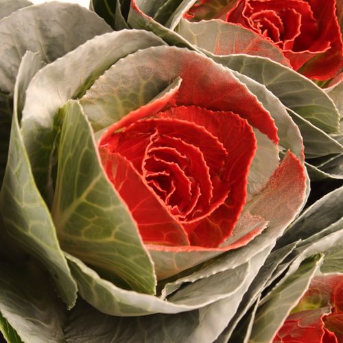 Zierkohl weiss/rot gefärbt 70cm