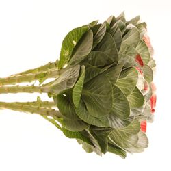 Zierkohl weiss/rot gefärbt 70cm