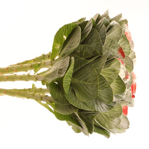 Zierkohl weiss/rot gefärbt 70cm