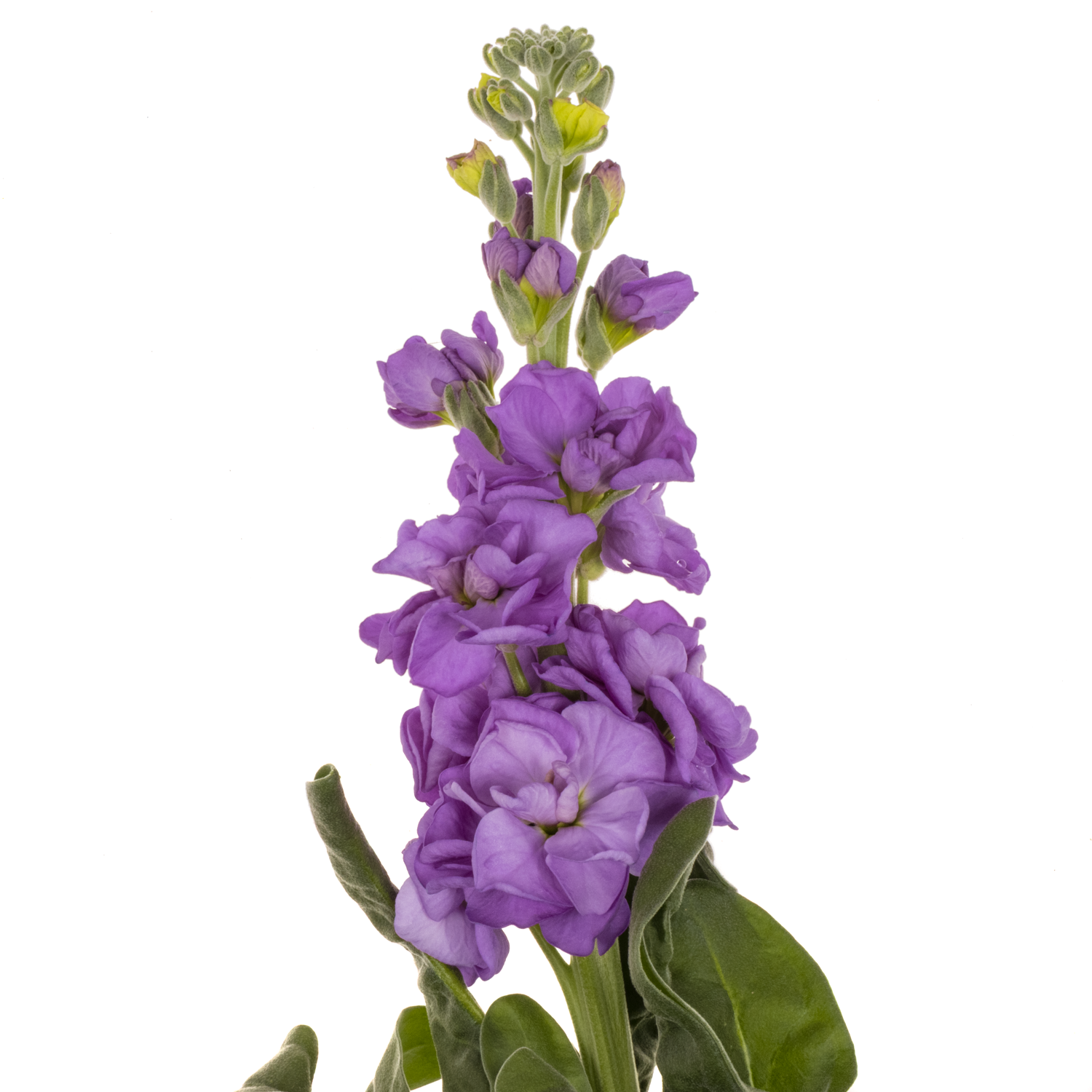 Levkoje d.milka Iron Blue 70cm