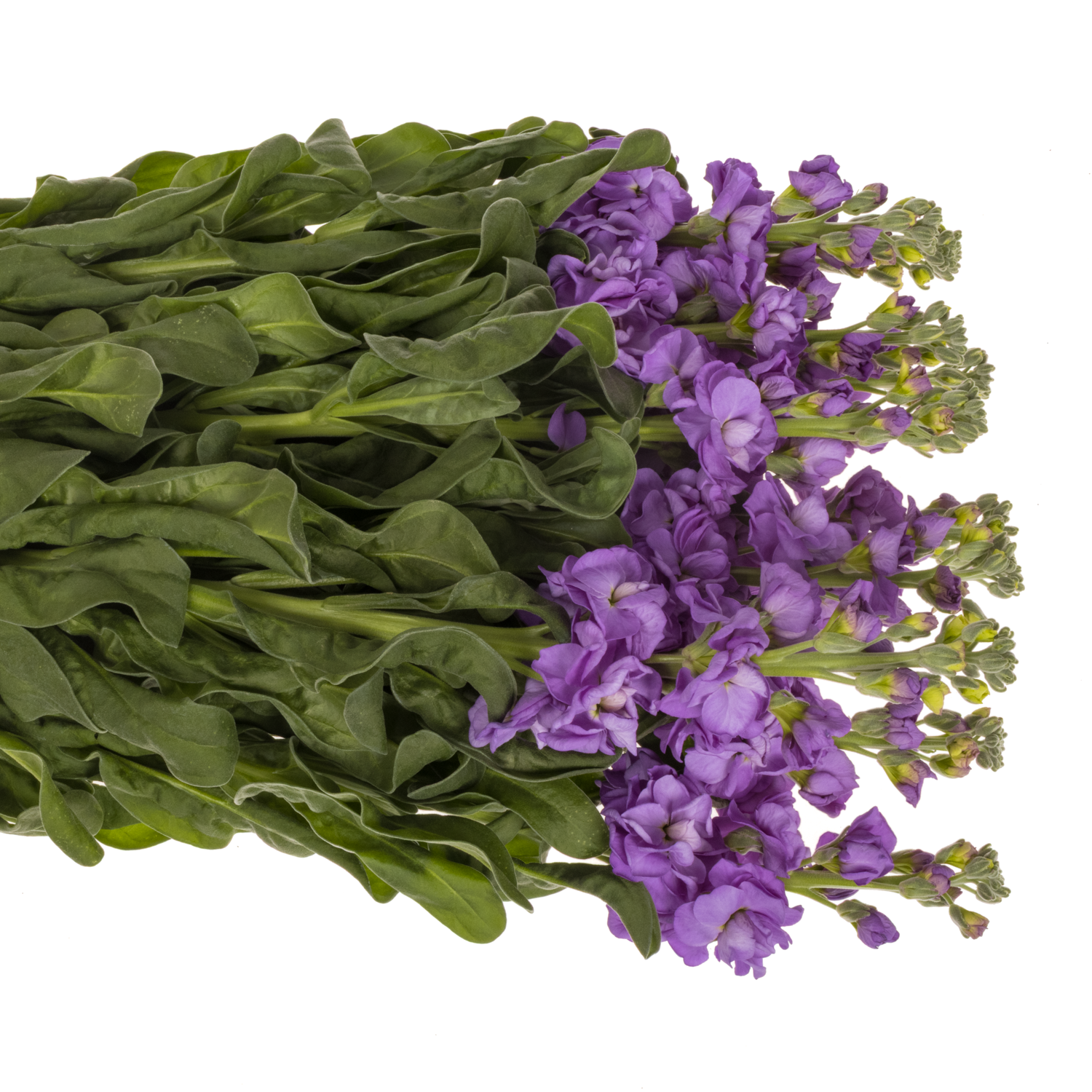 Levkoje d.milka Iron Blue 70cm