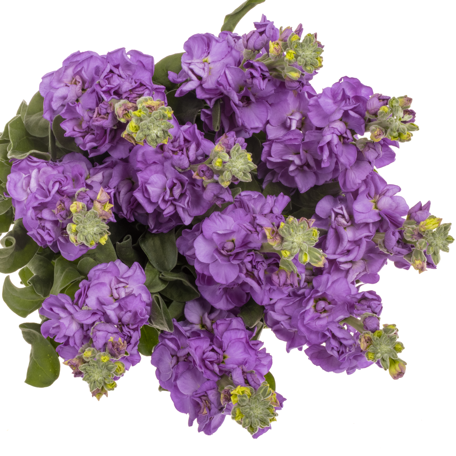 Levkoje d.milka Iron Blue 70cm