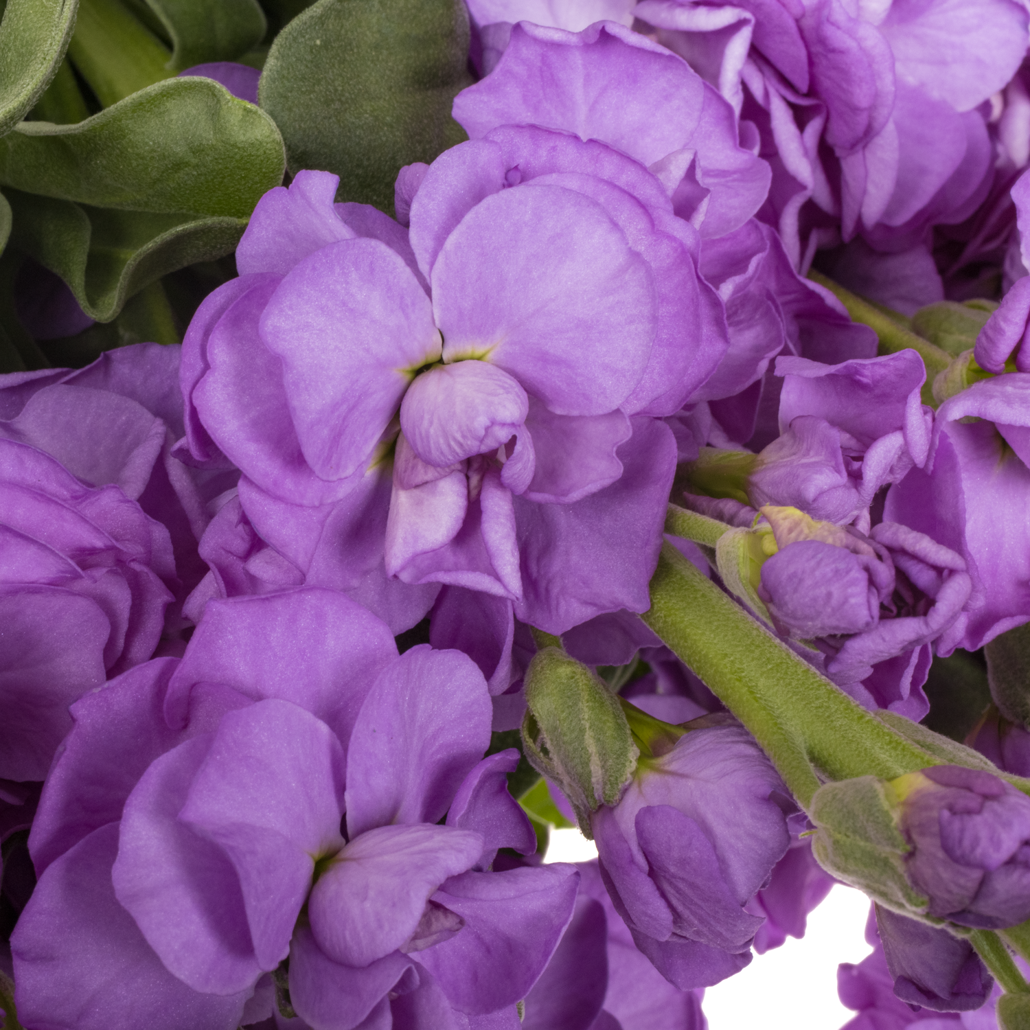 Levkoje d.milka Iron Blue 70cm