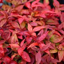 Nandina Domestica Blush Pink 17 H35 