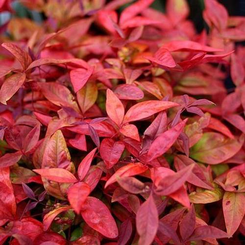 Nandina Domestica Blush Pink 17 H35 