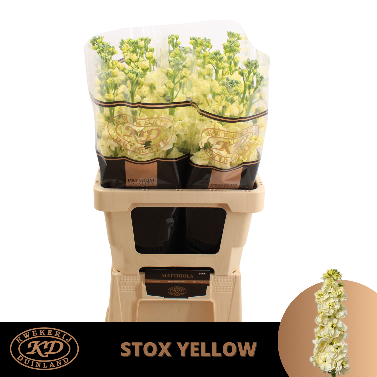 Levkoje hell gelb StoX Yellow 70cm