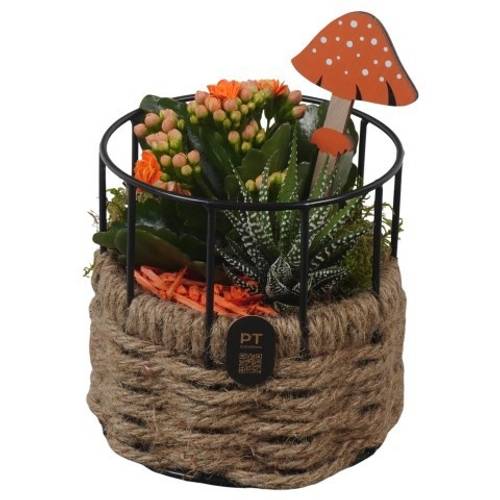 Kal.Arr PTHI3356 Herbst T13 H019