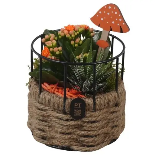 Kal.Arr PTHI3356 Herbst T13 H019