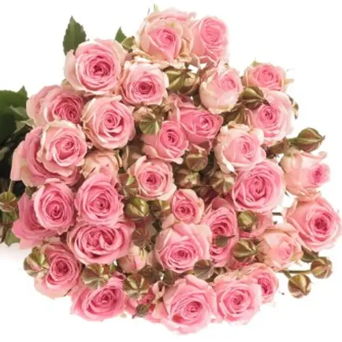 Rose verzweigt rosa Kate-Lynn 3+Blüte 40cm