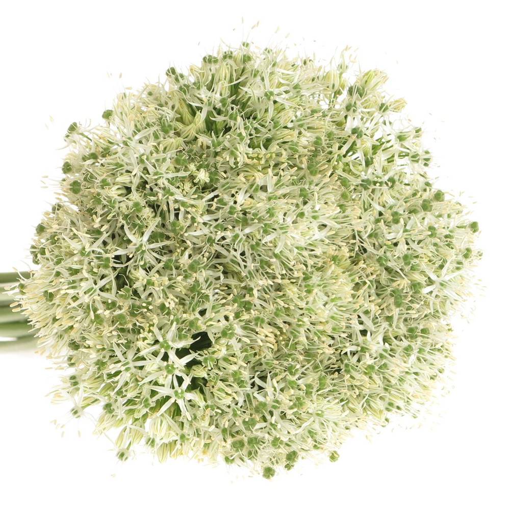 Allium weiss Kugel Mount Everest 90cm