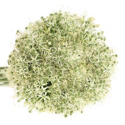 Allium weiss Kugel Mount Everest 90cm