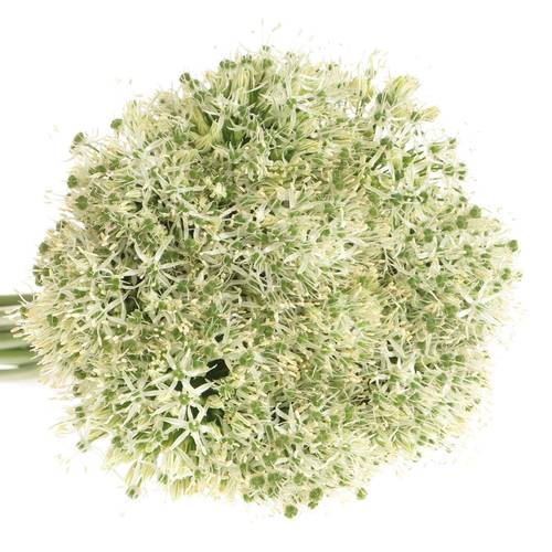 Allium weiss Kugel Mount Everest 90cm