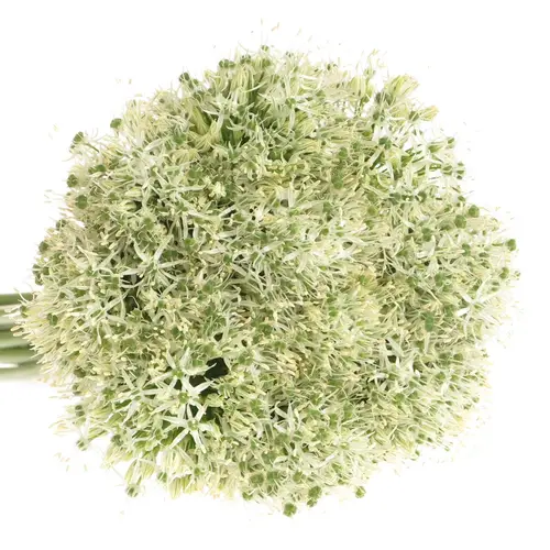 Allium weiss Kugel Mount Everest 90cm