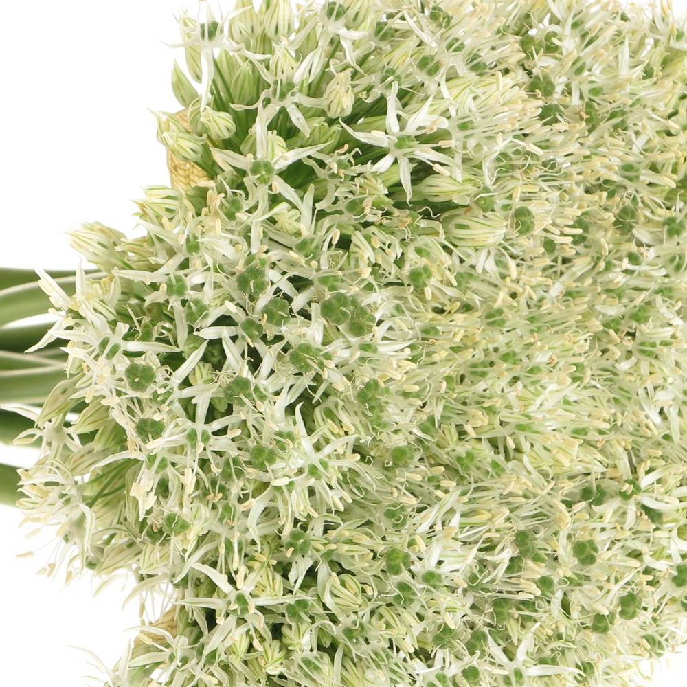 Allium weiss Kugel Mount Everest 90cm
