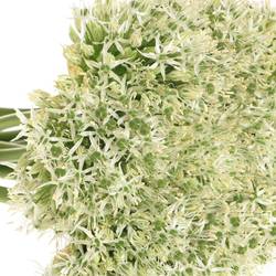 Allium weiss Kugel Mount Everest 90cm