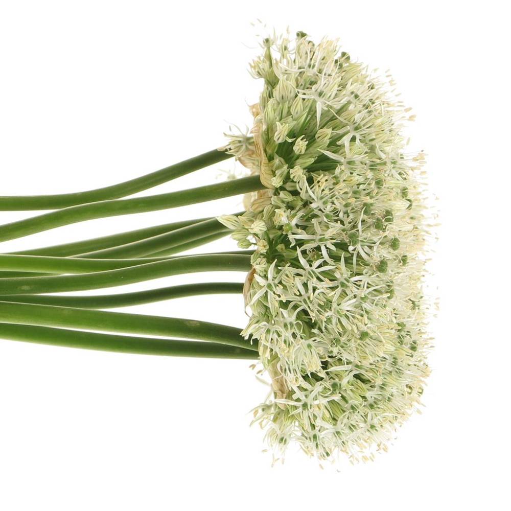 Allium weiss Kugel Mount Everest 90cm