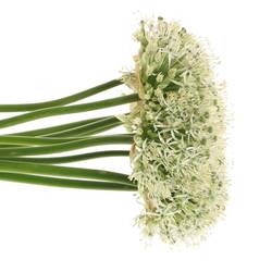 Allium weiss Kugel Mount Everest 90cm