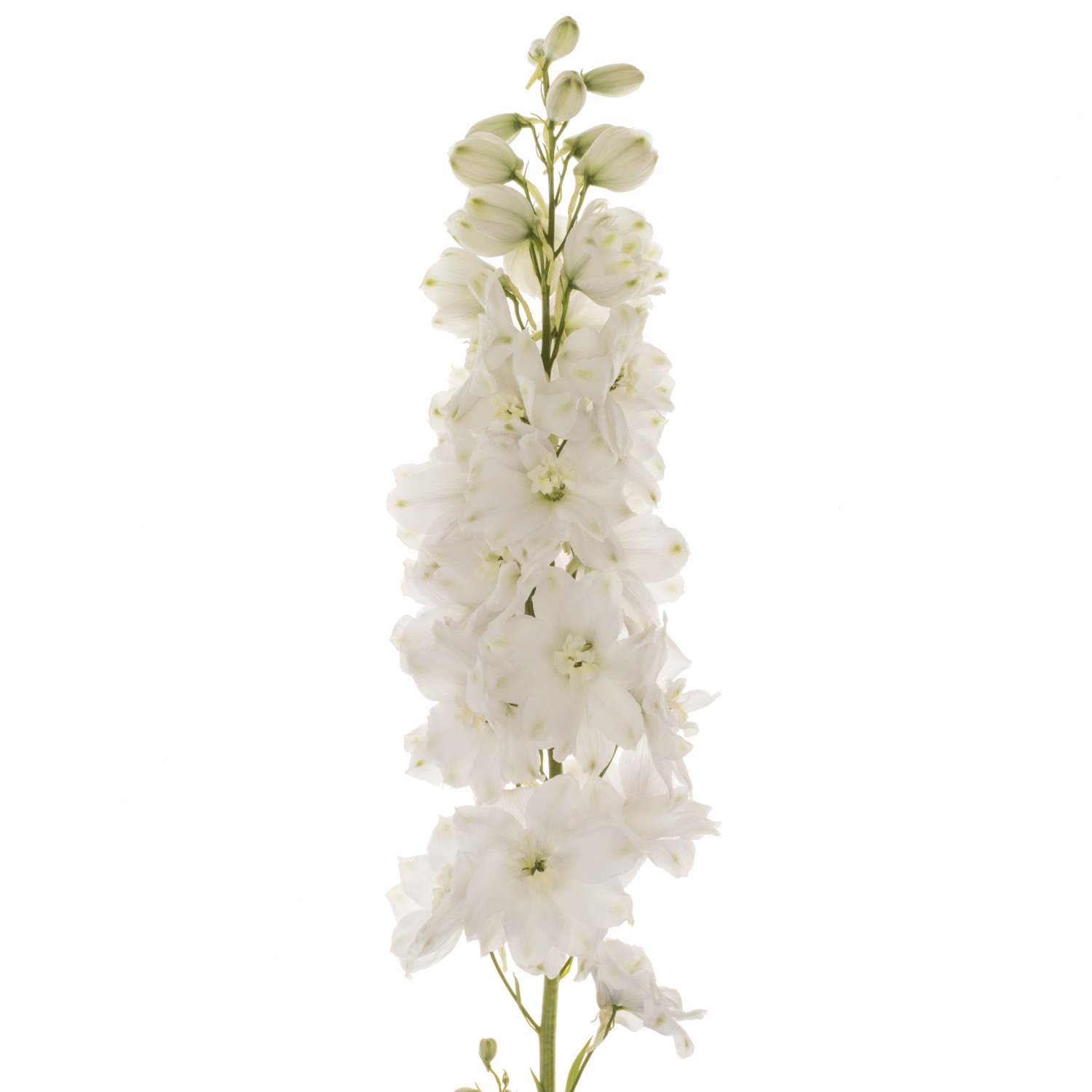 Delphinium weiss Dewi 70cm