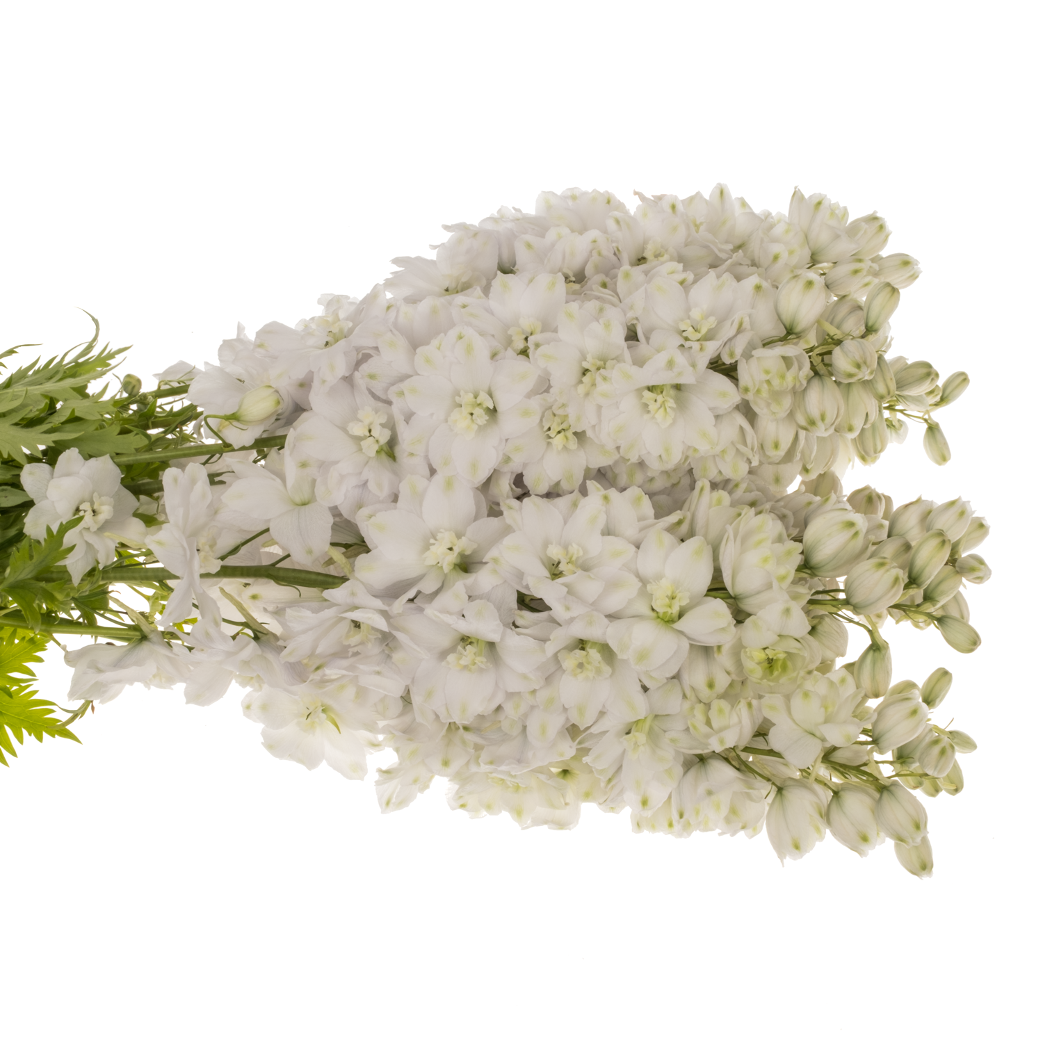 Delphinium weiss Dewi 70cm