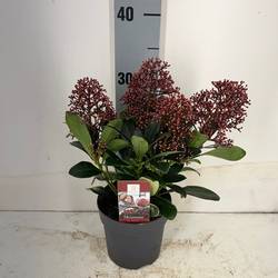 Skimmia Jap Rubella T13 H030