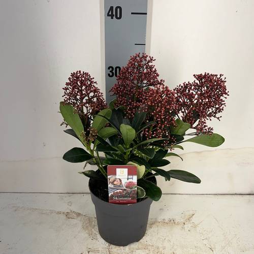Skimmia Jap Rubella T13 H030
