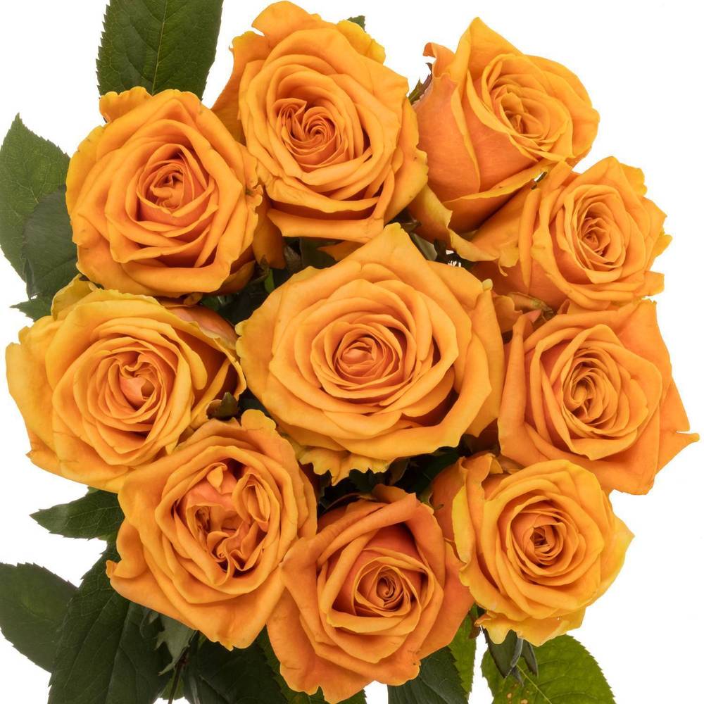Rose orange Novi 55cm