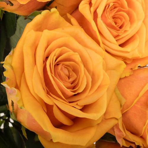 Rose orange Novi 55cm