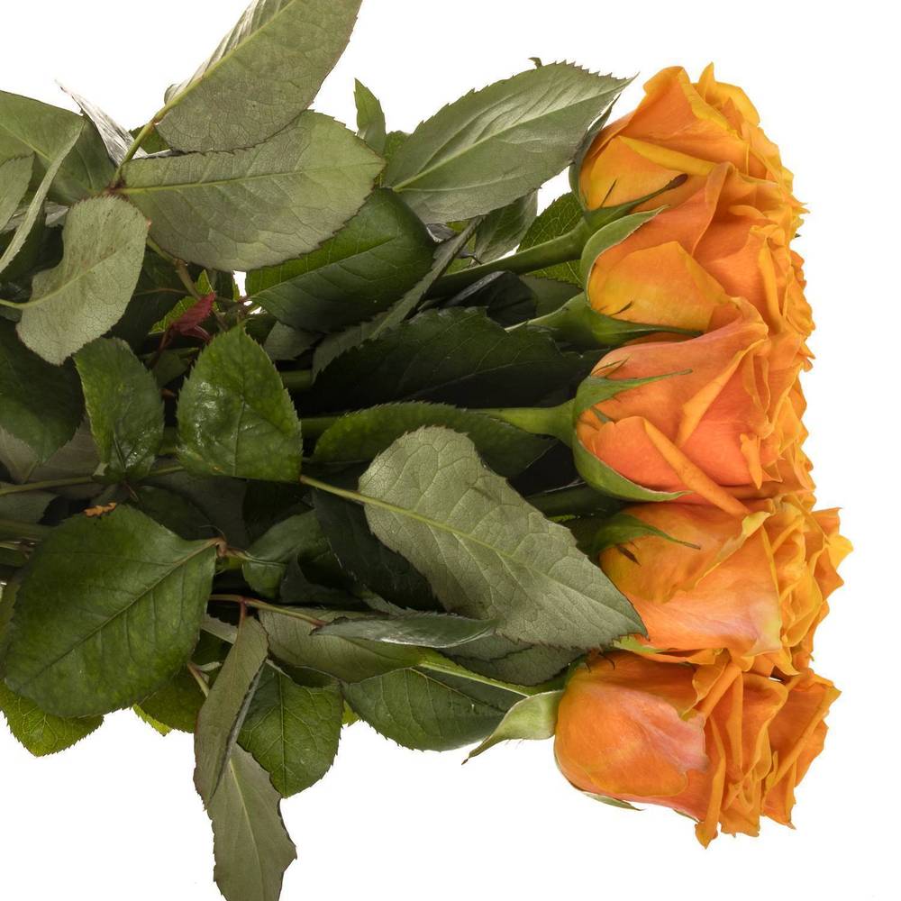 Rose orange Novi 55cm