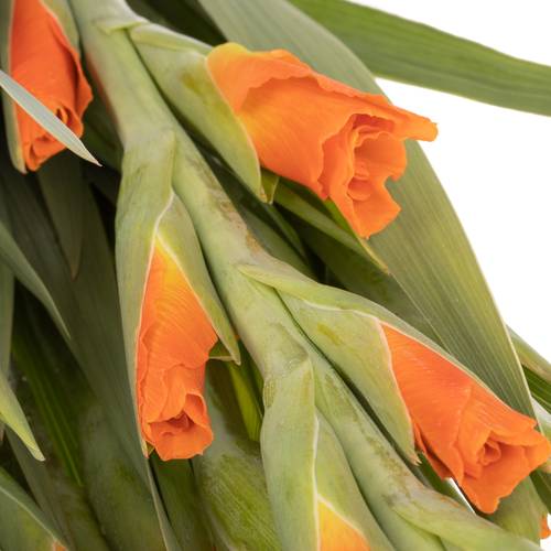 Gladiole aprico/gelb Avici 95cm