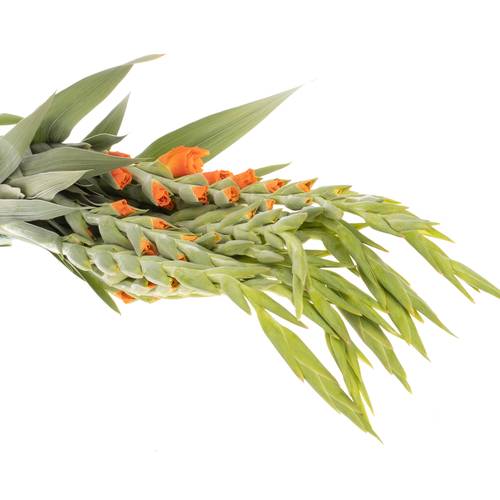 Gladiole aprico/gelb Avici 95cm