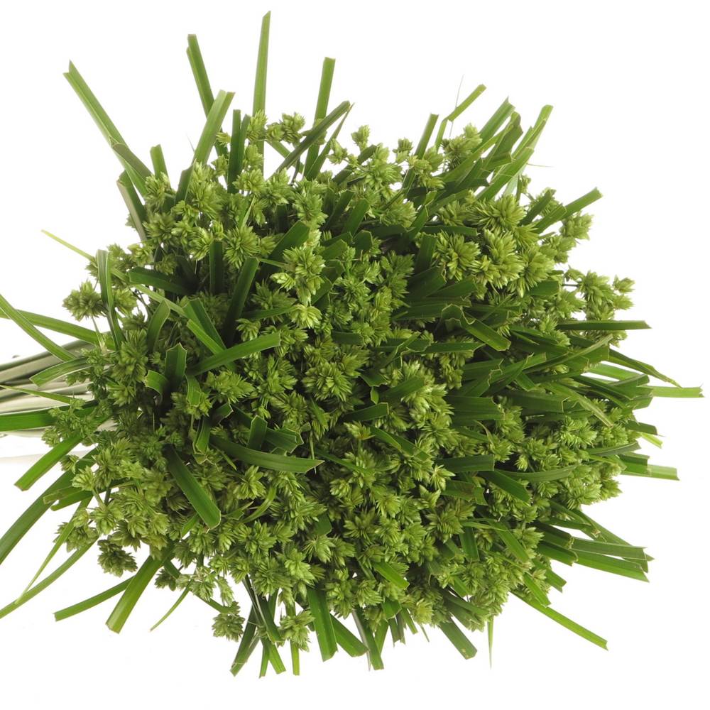 Cyperus Grass grün 60cm
