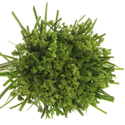 Cyperus Grass grün 60cm