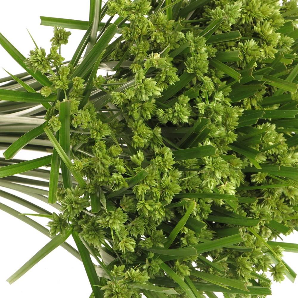 Cyperus Grass grün 60cm