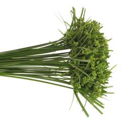 Cyperus Grass grün 60cm
