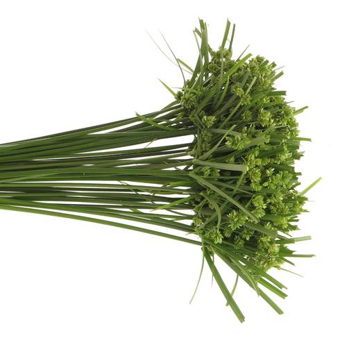 Cyperus Grass grün 60cm