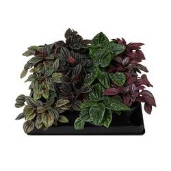 Peperomia Caperata mix T06