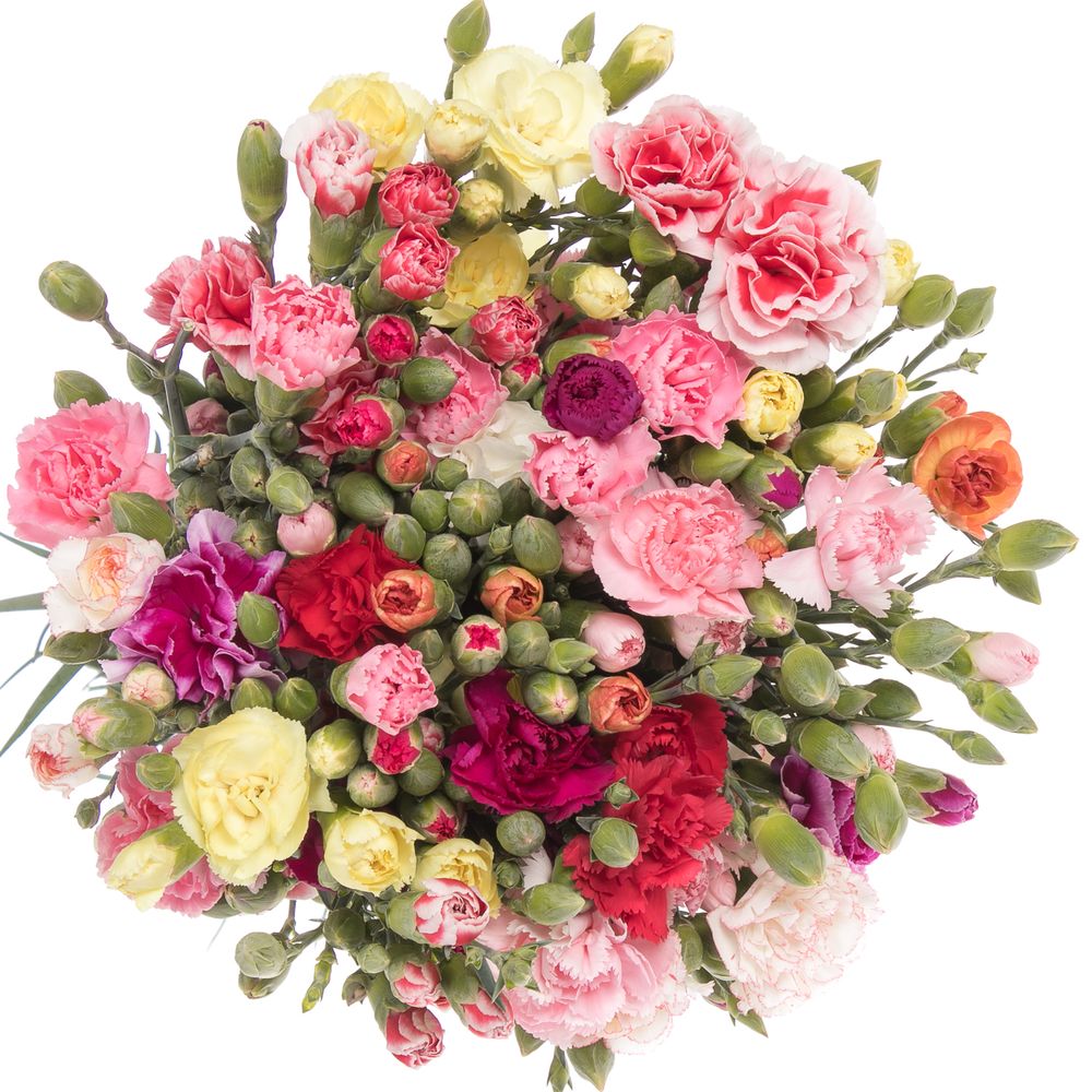 Spraynelke mix Im Bund 60cm