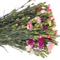 Spraynelke mix Im Bund 60cm