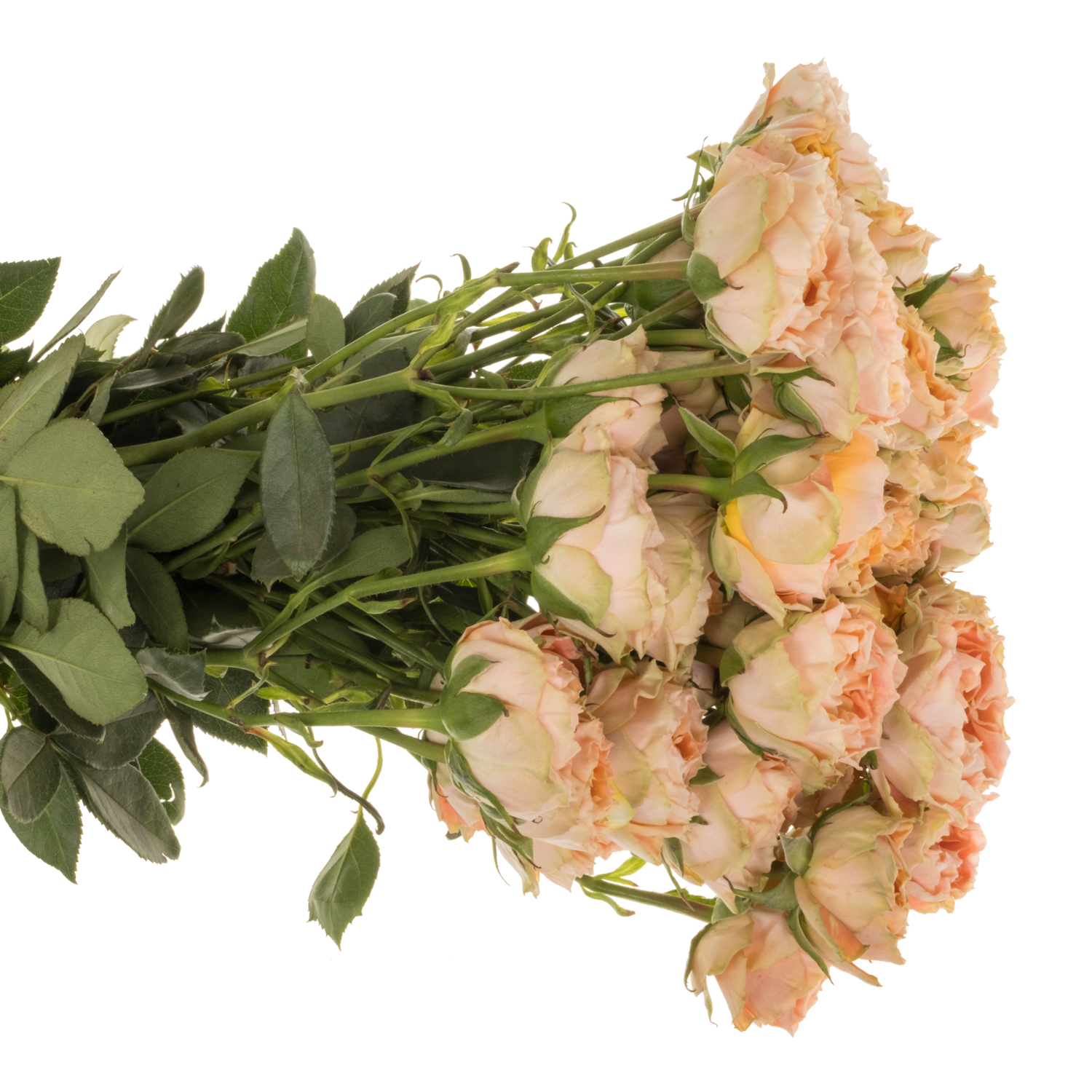 Rose verzweigt apricot Princess Joy 50cm