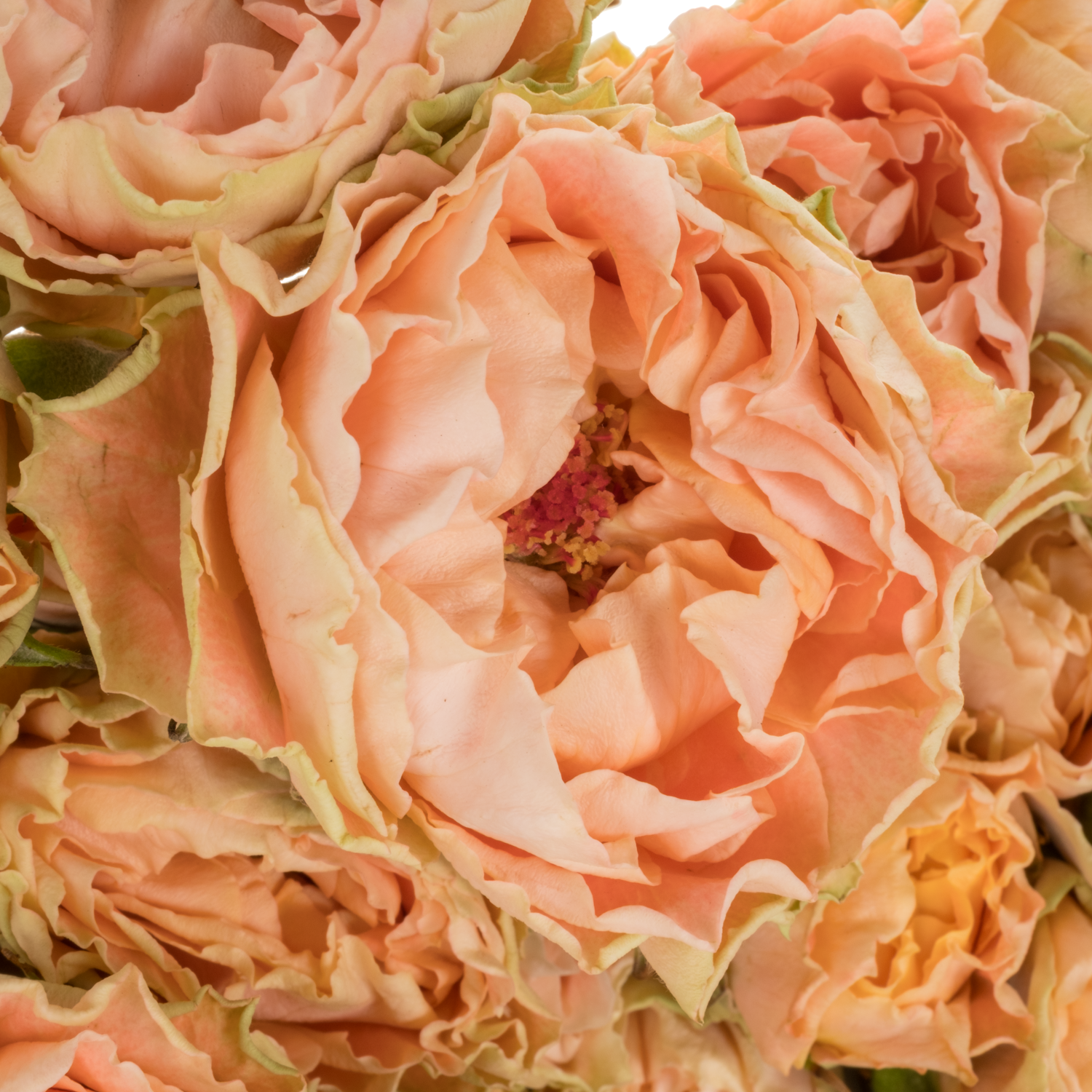 Rose verzweigt apricot Princess Joy 50cm