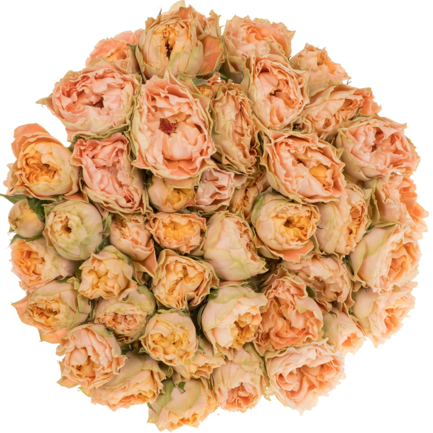 Rose verzweigt apricot Princess Joy 50cm