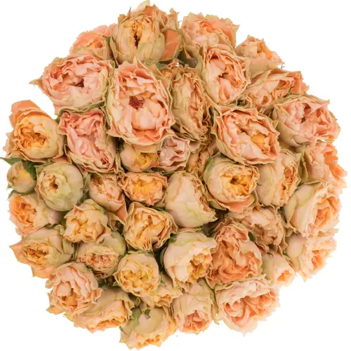 Rose verzweigt apricot Princess Joy 50cm