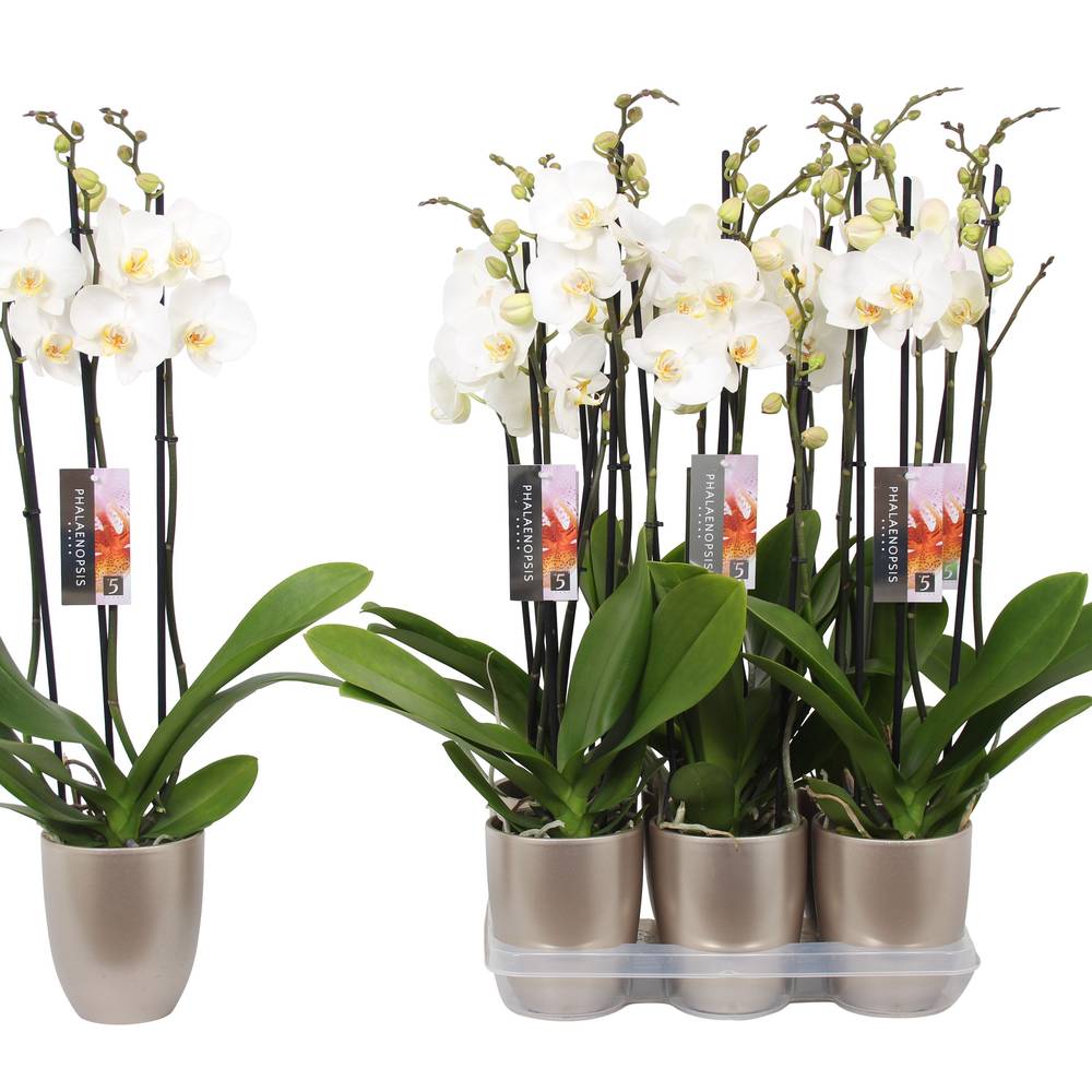 Phal.3-R weiss im Keramik champagne T12 H060